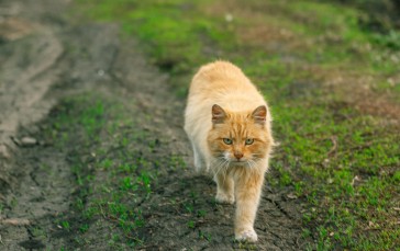 Cat, Walking, Grass, Fluffy, Animals Wallpaper