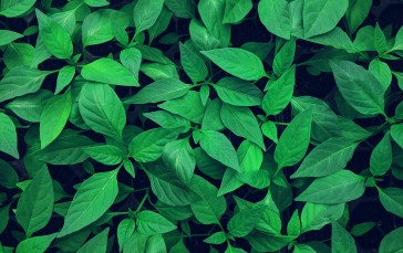 Green Leaves, Close-up, Plants, Nature Wallpaper