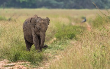 Baby Elephant, Walking, Field, Grass, Animals Wallpaper
