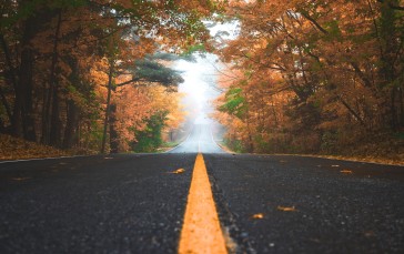 Road Mark, Autumn, Scenic, Trees, Leaves, Nature Wallpaper
