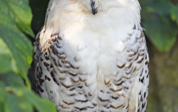 White Owl, Predator Birds, Feathers, Leaves Wallpaper