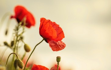 Red Poppy, Buds, Blurry Background, Flowers Wallpaper