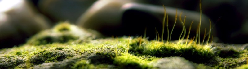 Moss, Macro, Blurry, Nature Wallpaper