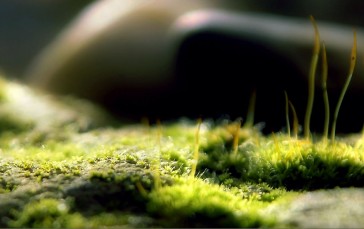 Moss, Macro, Blurry, Nature Wallpaper
