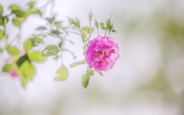 Pink Rose, Photography, Petals, Branches, Leaves, Flowers Wallpaper