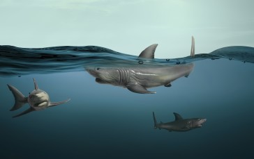 Shark, Sea, Underwater, Wild Wallpaper