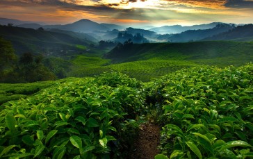 Tea Field, Bushes, Cropland, Agriculture Wallpaper