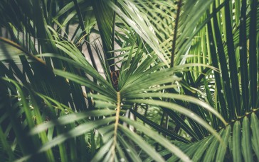 Palm Leaves, Close-up, Photography, Nature Wallpaper
