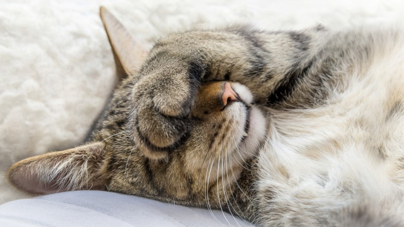 Feline, Animals, Cats, Closeup, Sleeping Wallpaper