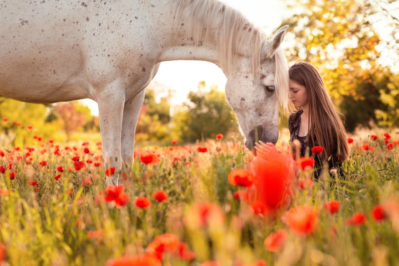White Horse, Poppy Flowers, Woman, Scenic, Animals Wallpaper