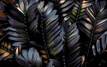 Dark Leaves, Close-up, Nature Wallpaper