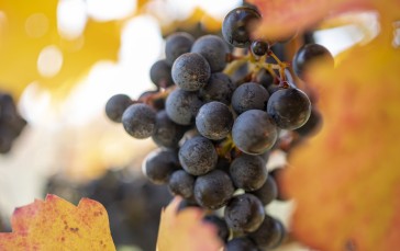 Ripe Grapes, Macro, Leaves, Vine, Food Wallpaper