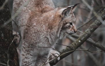 Lynx, Wild Cats, Wildlife, Branches, Tree Wallpaper