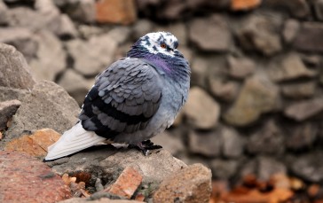 Dove, Stones, Feathers, Birds, Animals Wallpaper