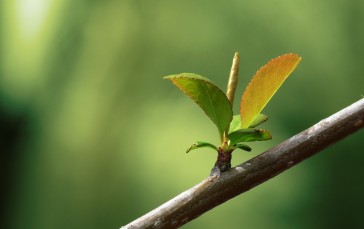 Branch, Leaf Blossom, Bud, Blurry, Photography Wallpaper