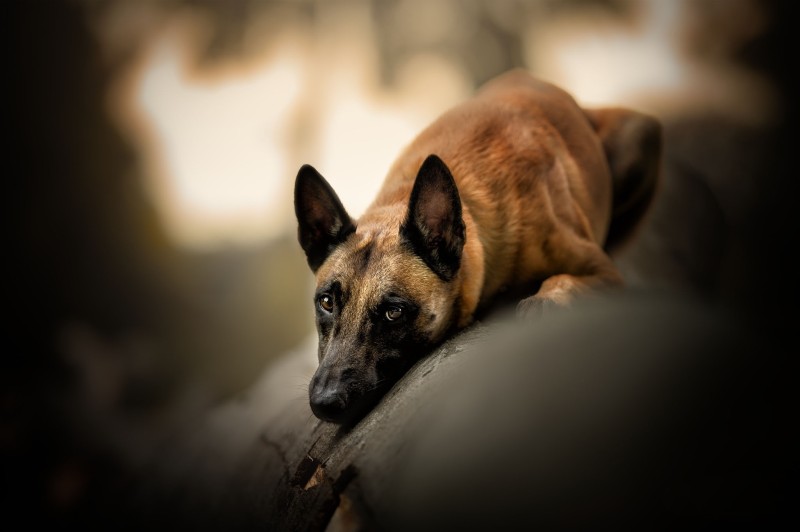 Dog, Photography, Blurry, Resting Wallpaper