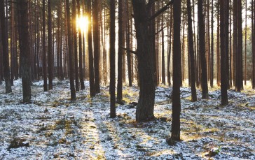 Sunlight, Forest, Snow, Winter, Sunray Wallpaper