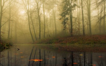 Autumn, Trees, Foggy Forest, Reflection, Morning Wallpaper