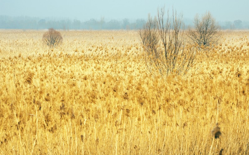 Autumn, Field, Reeds, Plants Wallpaper