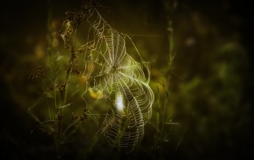 Cobweb, Plants, Bokeh, Nature Wallpaper