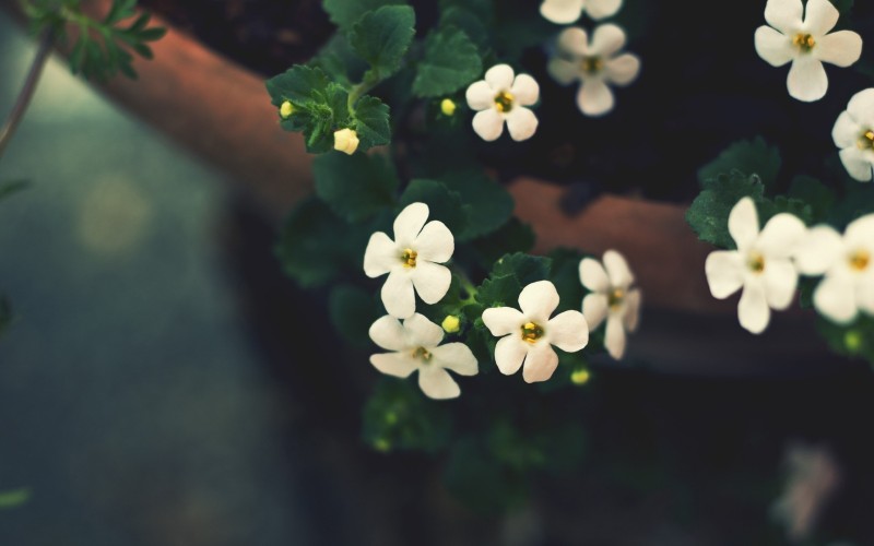White Flowers, Bloom, Hazy, Photography, Flowers Wallpaper