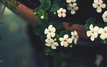 White Flowers, Bloom, Hazy, Photography, Flowers Wallpaper