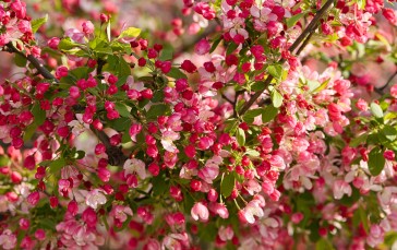Apple Flowers, Spring, Pink Petals, Flowers Wallpaper