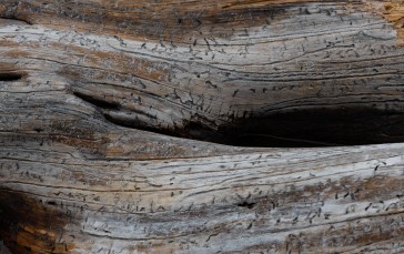 Wood, Close-up, Damage, Abstract Wallpaper