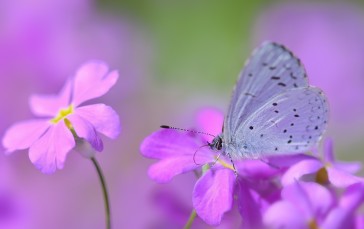Purple Flowers, Butterflies, Blurry, Photography, Flowers Wallpaper