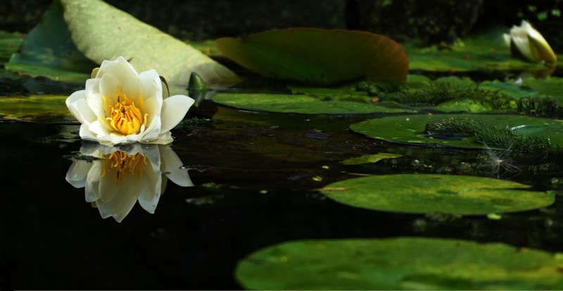 White Lotus, Water, Leaves, Nature Wallpaper