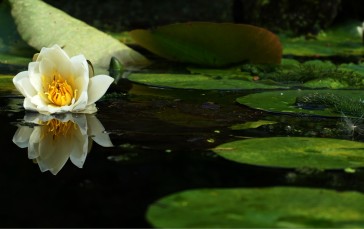 White Lotus, Water, Leaves, Nature Wallpaper