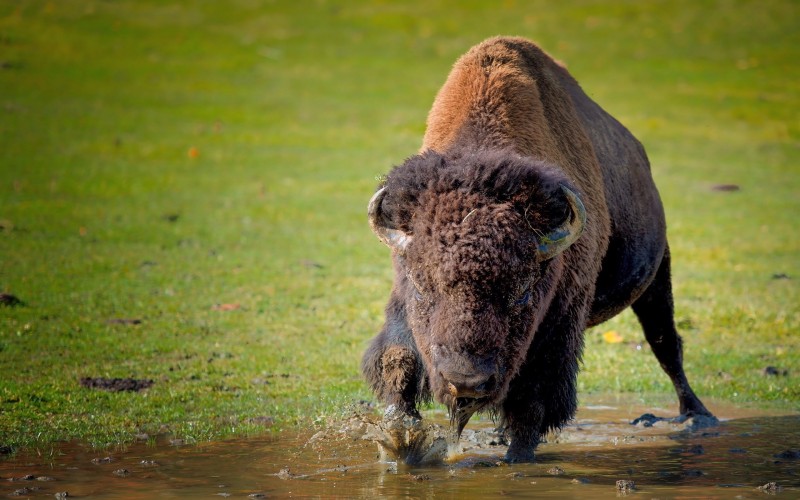 Bison, Drinking Water, Grass, Animals Wallpaper