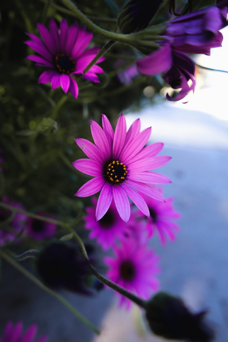 Purple Daisy, Petals, Close-up, Flowers Wallpaper