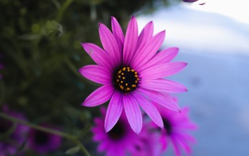 Purple Daisy, Petals, Close-up, Flowers Wallpaper