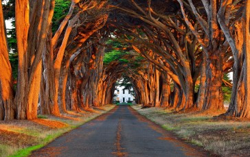 Road, Trees, Autumn, Nature Wallpaper