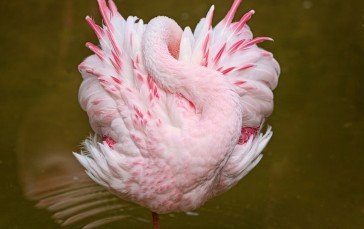 Pink Flamingo, Posing, Birds, Feathers Wallpaper