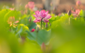 Pink Lotus, Blurry, Garden, Buds, Pretty Wallpaper
