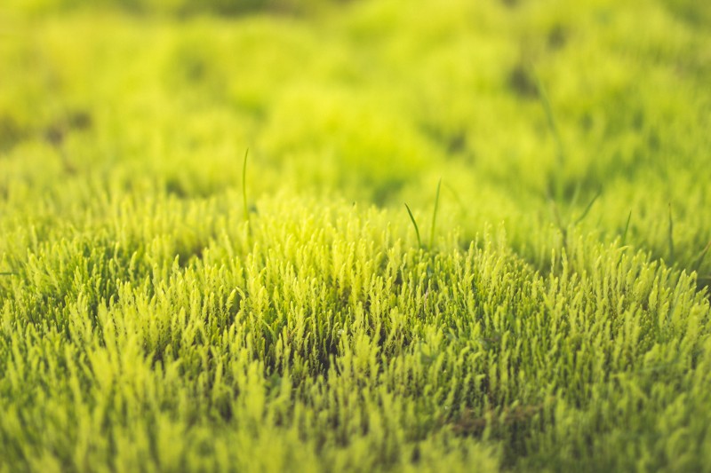 Grass, Earth, Blurred, Nature Wallpaper