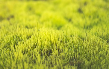 Grass, Earth, Blurred, Nature Wallpaper