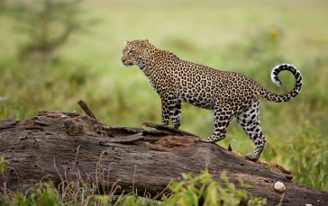 Leopard, Big Cats, Predator, Wildlife, Animals Wallpaper