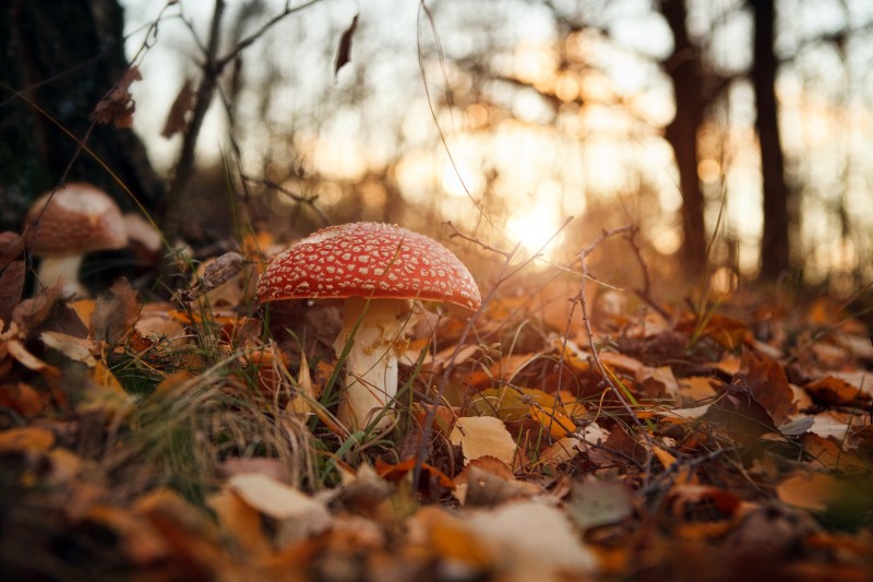 Mushroom, Autumn, Sunlight, Forest Wallpaper