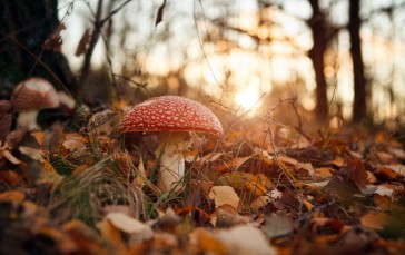 Mushroom, Autumn, Sunlight, Forest Wallpaper