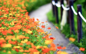 Orange Chrysanthemums, Petals, Blurry, Path, Fence, Flowers Wallpaper