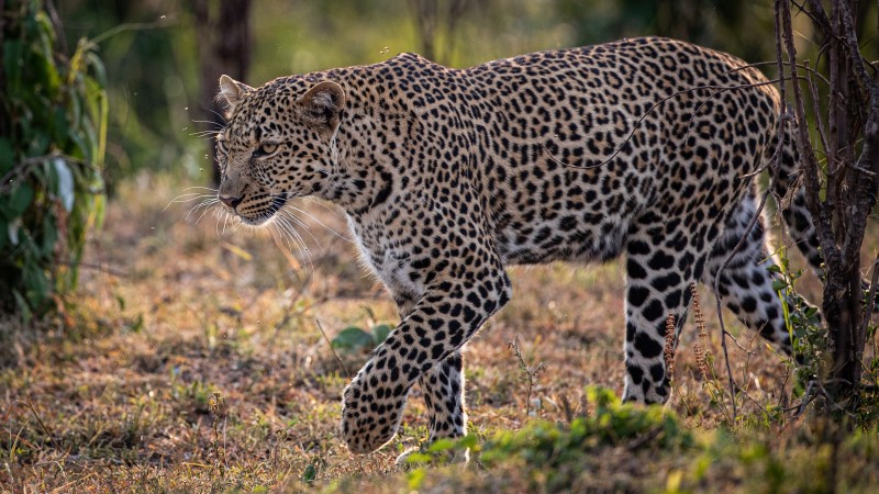 Leopard, Walking, Stare, Wildlife Wallpaper