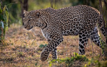 Leopard, Walking, Stare, Wildlife Wallpaper