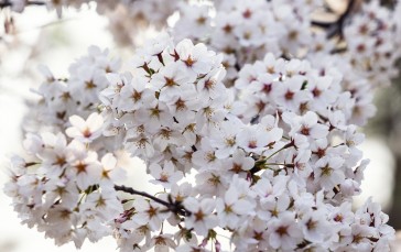 Sakura Blossom, Spring, Cherry, Petals, Tree Wallpaper