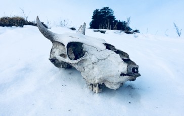 Winter, Snow, Bones, Nature, Skull Wallpaper
