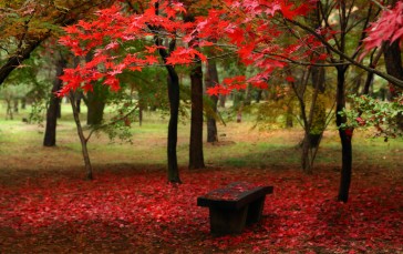 Red Leaves, Fall, Park, Trees Wallpaper