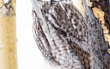 Owl, Predator Birds, Majestic, Trees Wallpaper