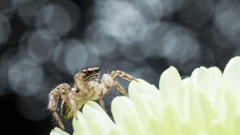 Spider, Bokeh, Insect, Macro, Photography, Animals Wallpaper
